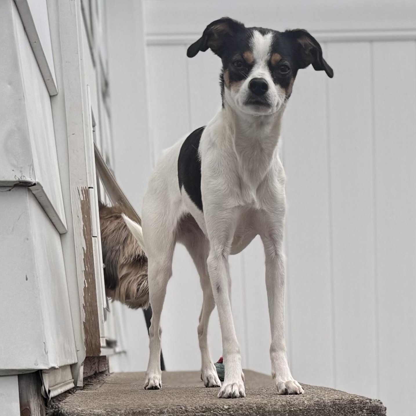 Enlarge Loretta, a Adoptable mixed breed in Albany, NY image 5/6