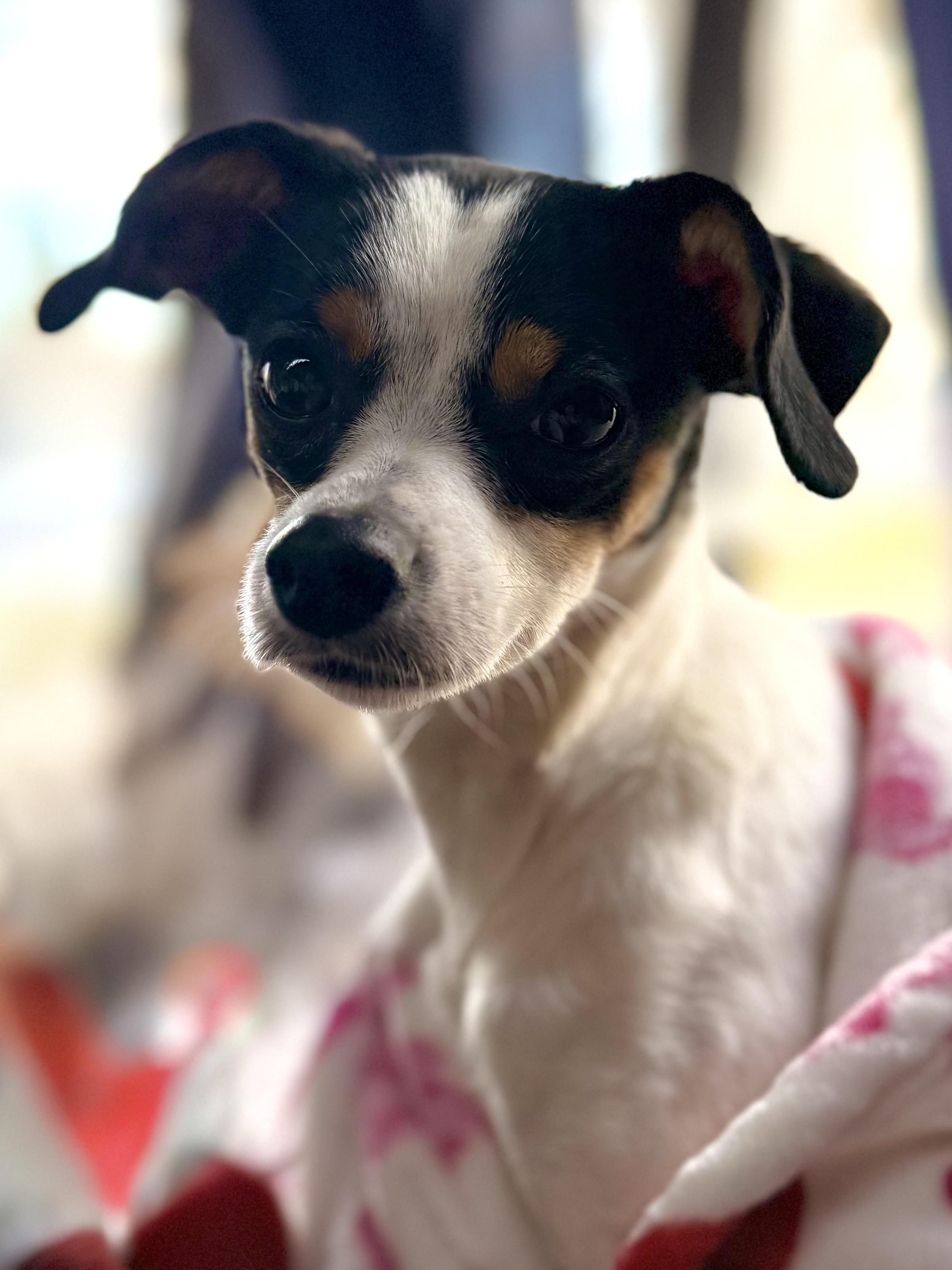 Enlarge Loretta, a Adoptable mixed breed in Albany, NY image 2/6