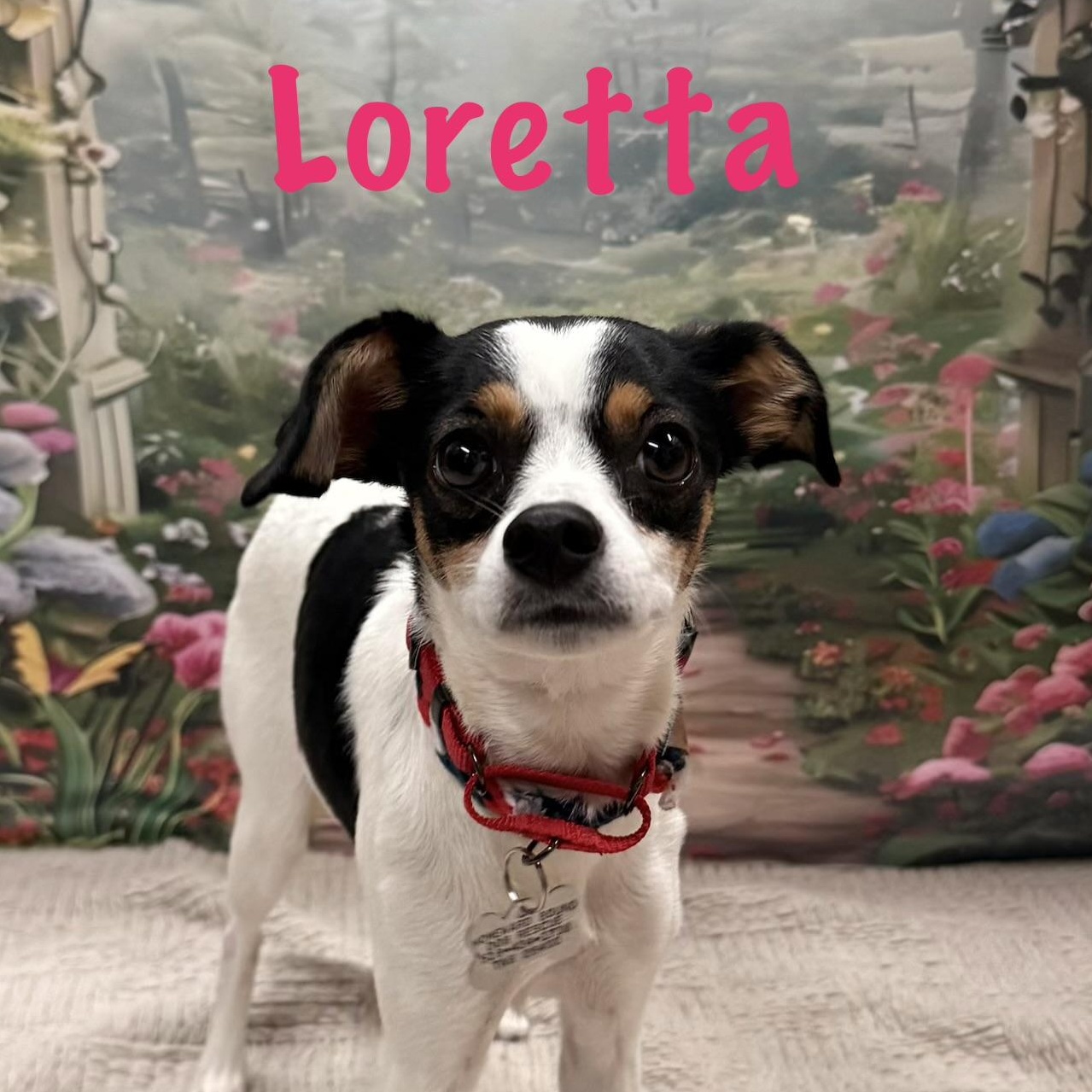 Enlarge Loretta, a Adoptable mixed breed in Albany, NY image 6/6