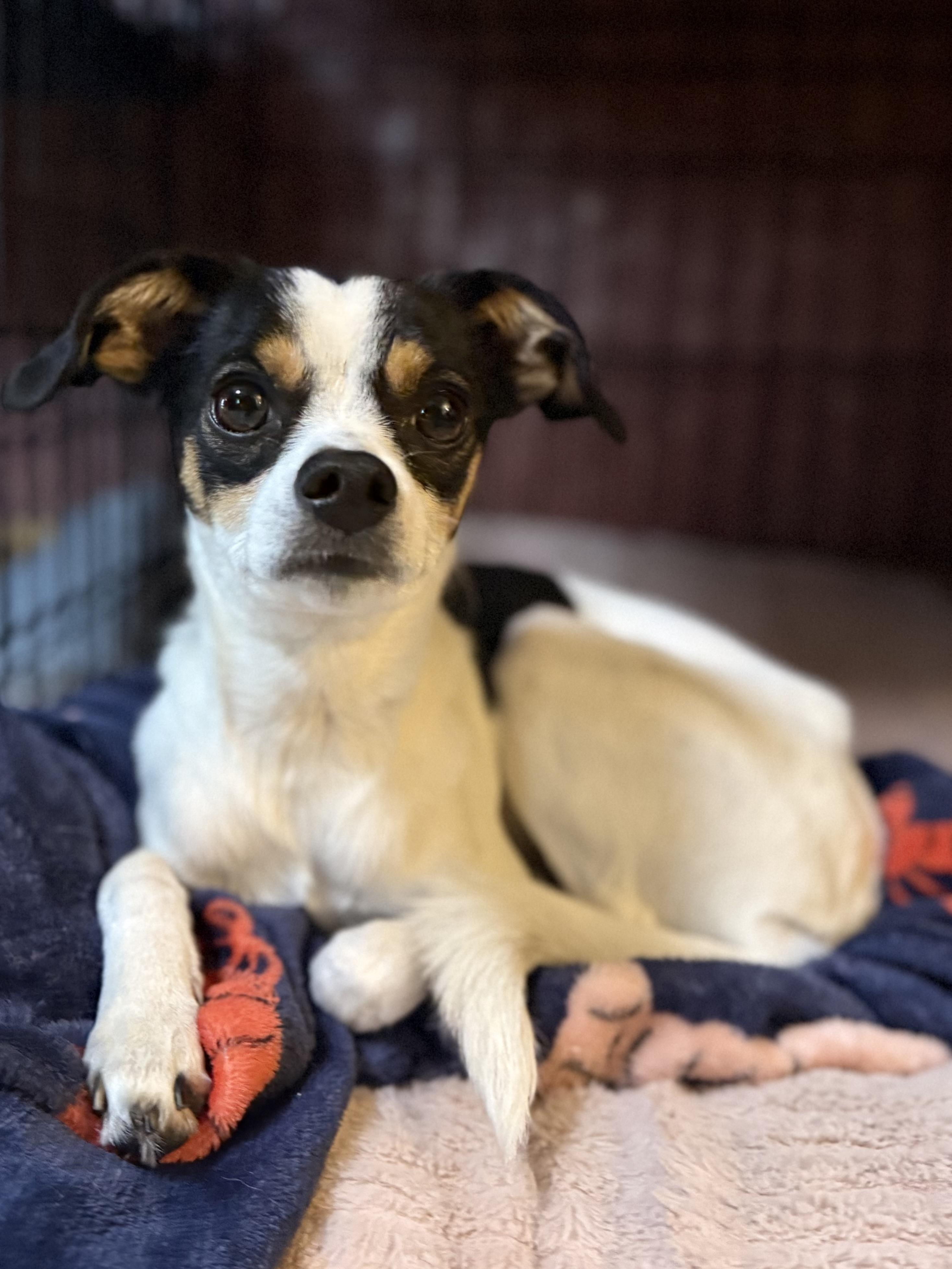 Enlarge Loretta, a Adoptable mixed breed in Albany, NY image 3/6