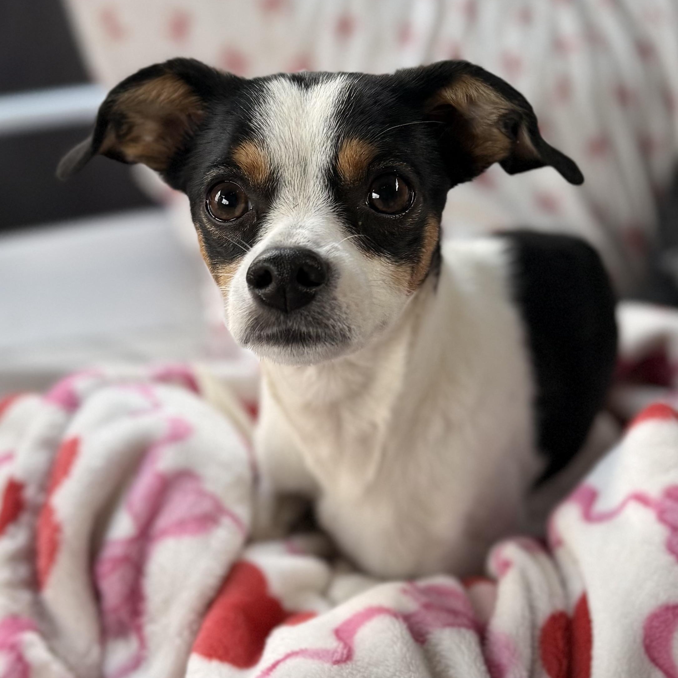 Loretta, Adoptable, Young Female Whippet.