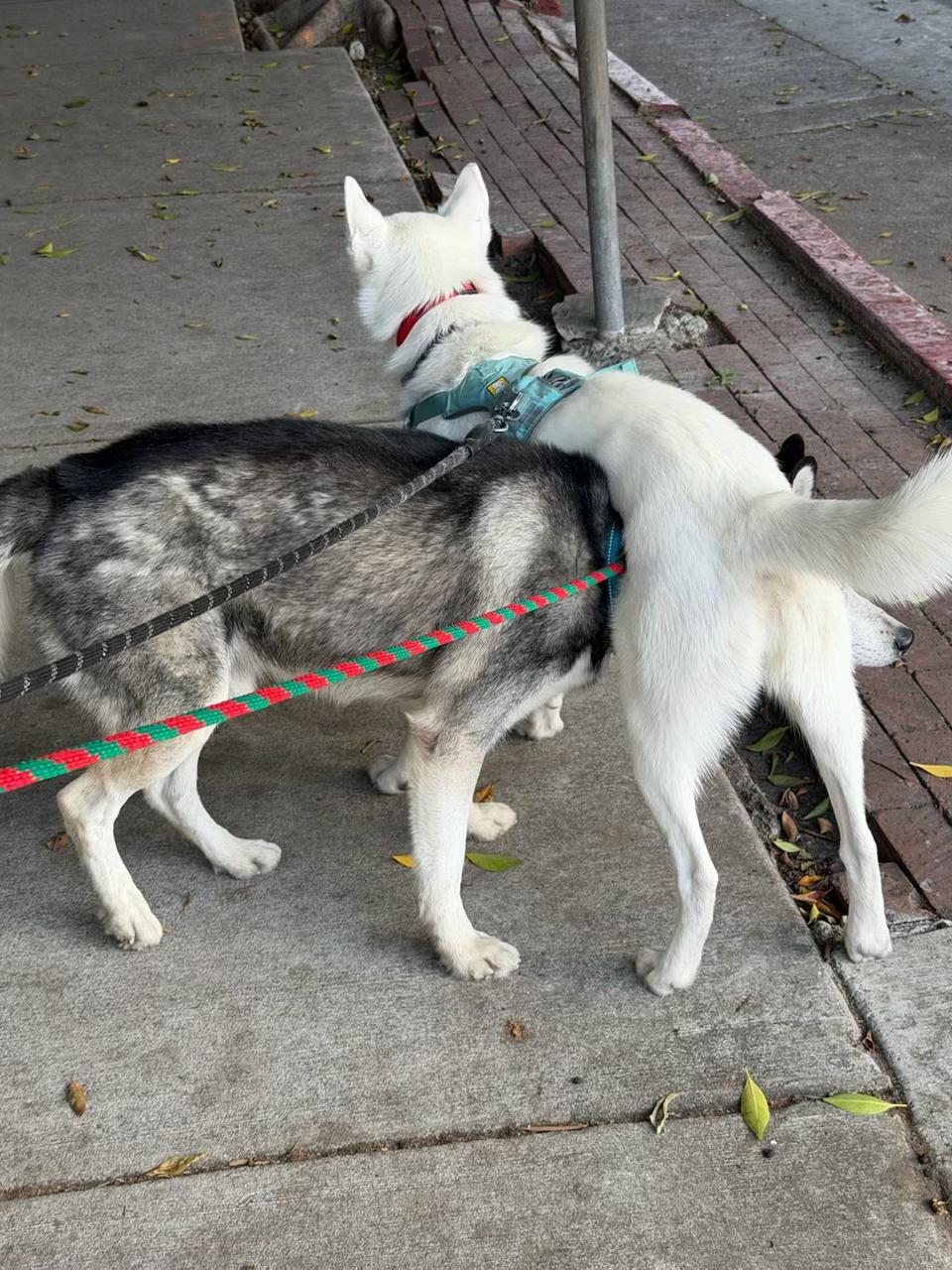 Benji, a Adoptable Siberian Husky in Sierra Madre, CA image 5/6