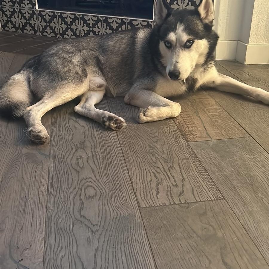 Benji, a Adoptable Siberian Husky in Sierra Madre, CA image 6/6