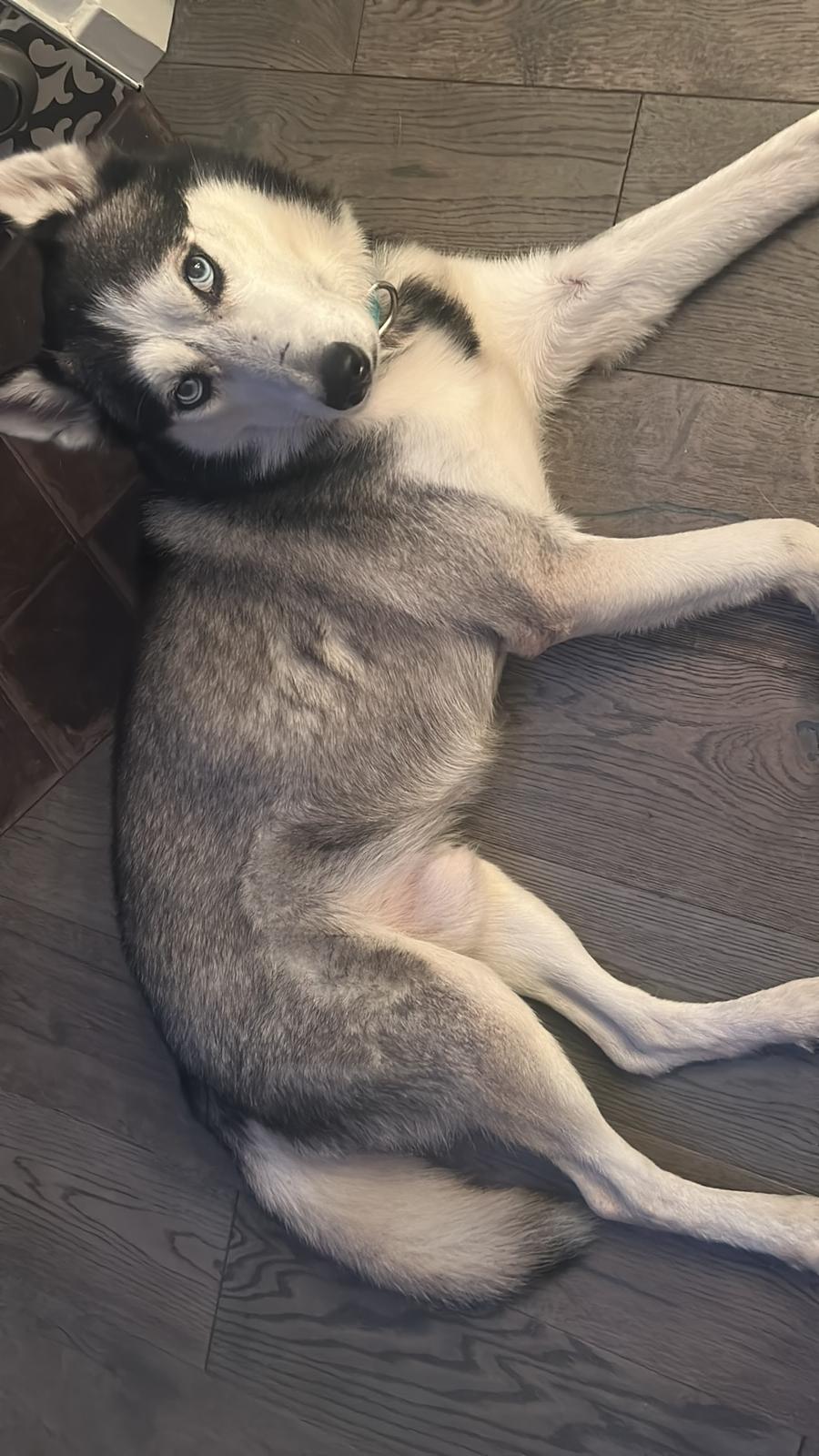 Benji, a Adoptable Siberian Husky in Sierra Madre, CA image 4/6