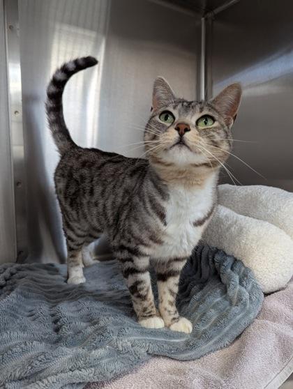 Tiny, a Adoptable mixed breed in Simcoe, ON image 1/3