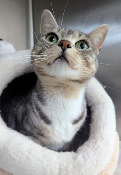 Enlarge Tiny, a Adoptable mixed breed in Simcoe, ON image 1/3