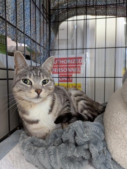 Enlarge Tiny, a Adoptable mixed breed in Simcoe, ON image 3/3