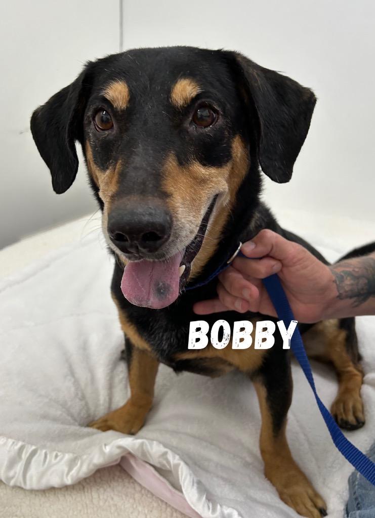 Bobby, Adoptable, Adult Male Basset Hound.