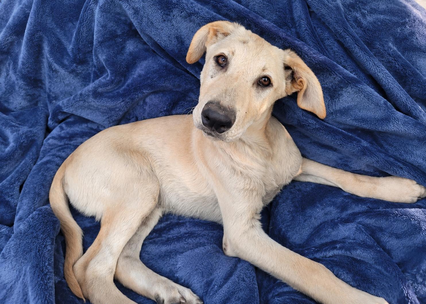 Simba, Adoptable, Puppy Male Labrador Retriever & Golden Retriever.