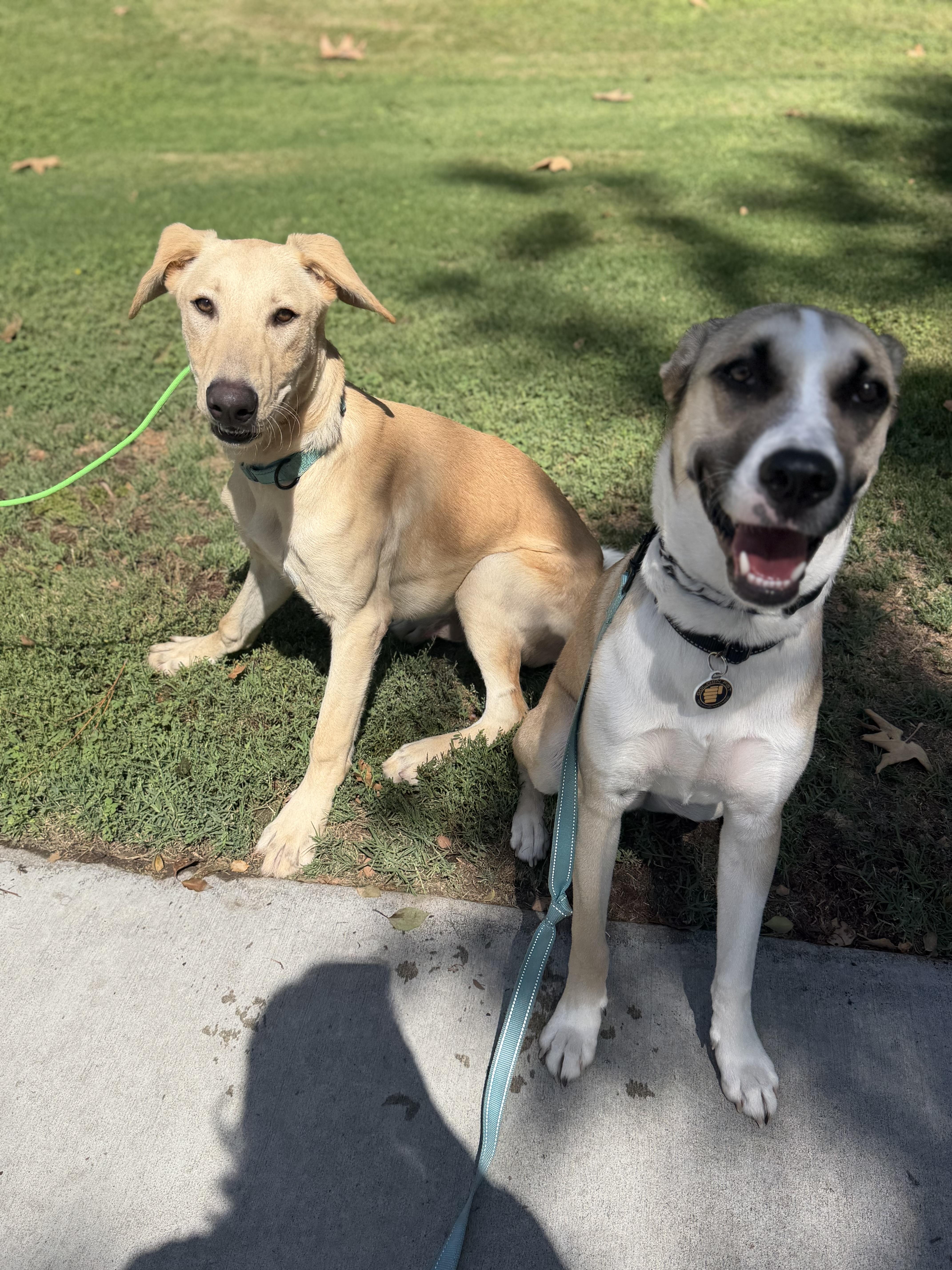 Enlarge Simba, a Adoptable mixed breed in Torrance, CA image 5/6