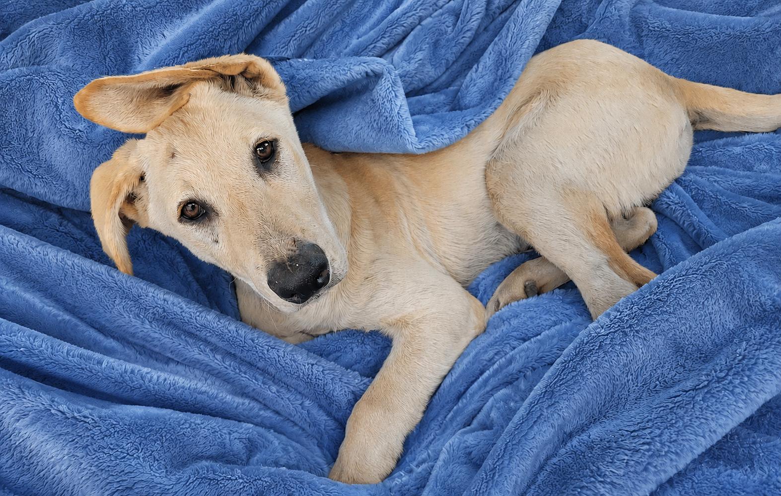 Enlarge Simba, a Adoptable mixed breed in Torrance, CA image 3/6