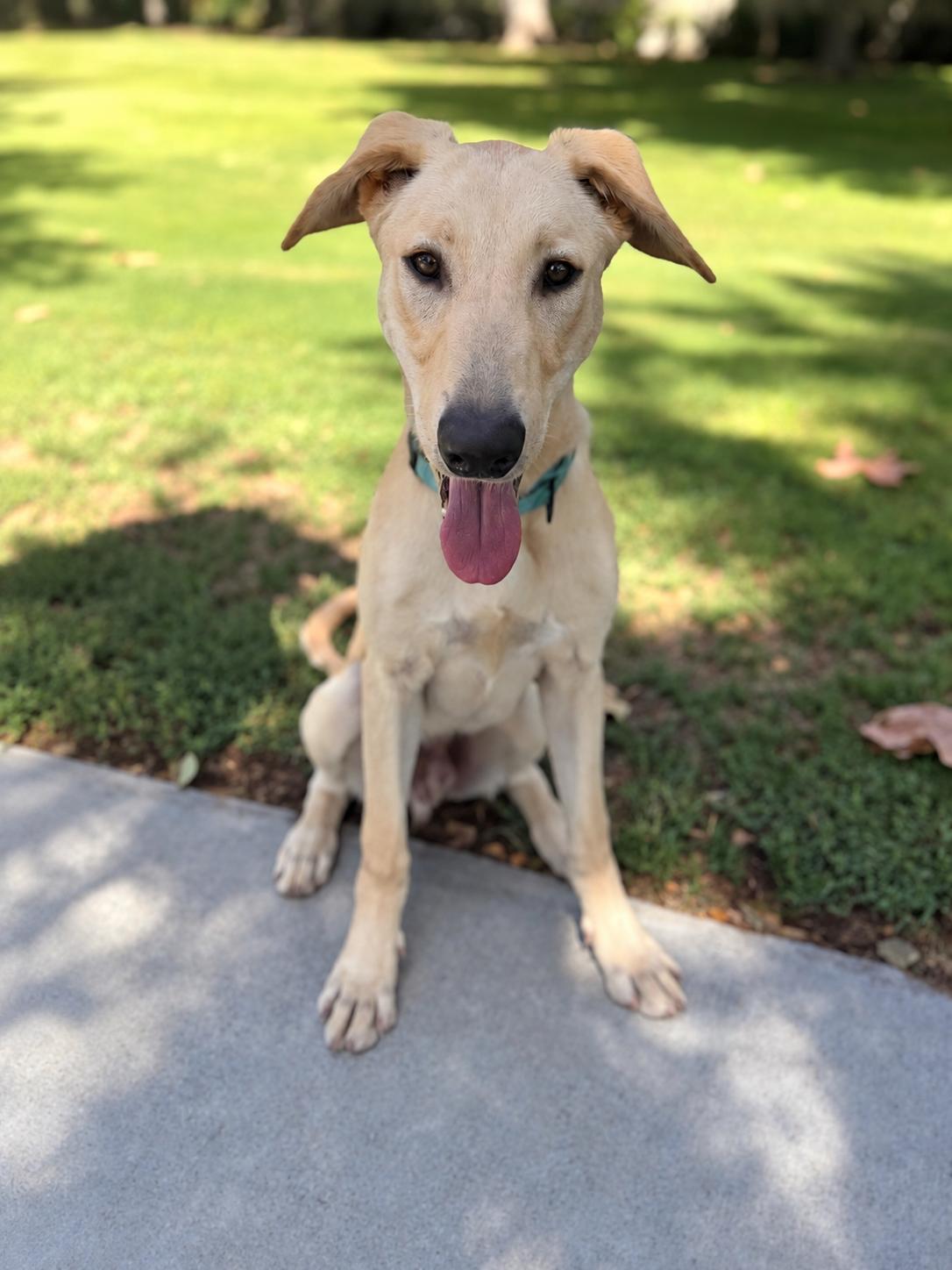 Enlarge Simba, a Adoptable mixed breed in Torrance, CA image 6/6
