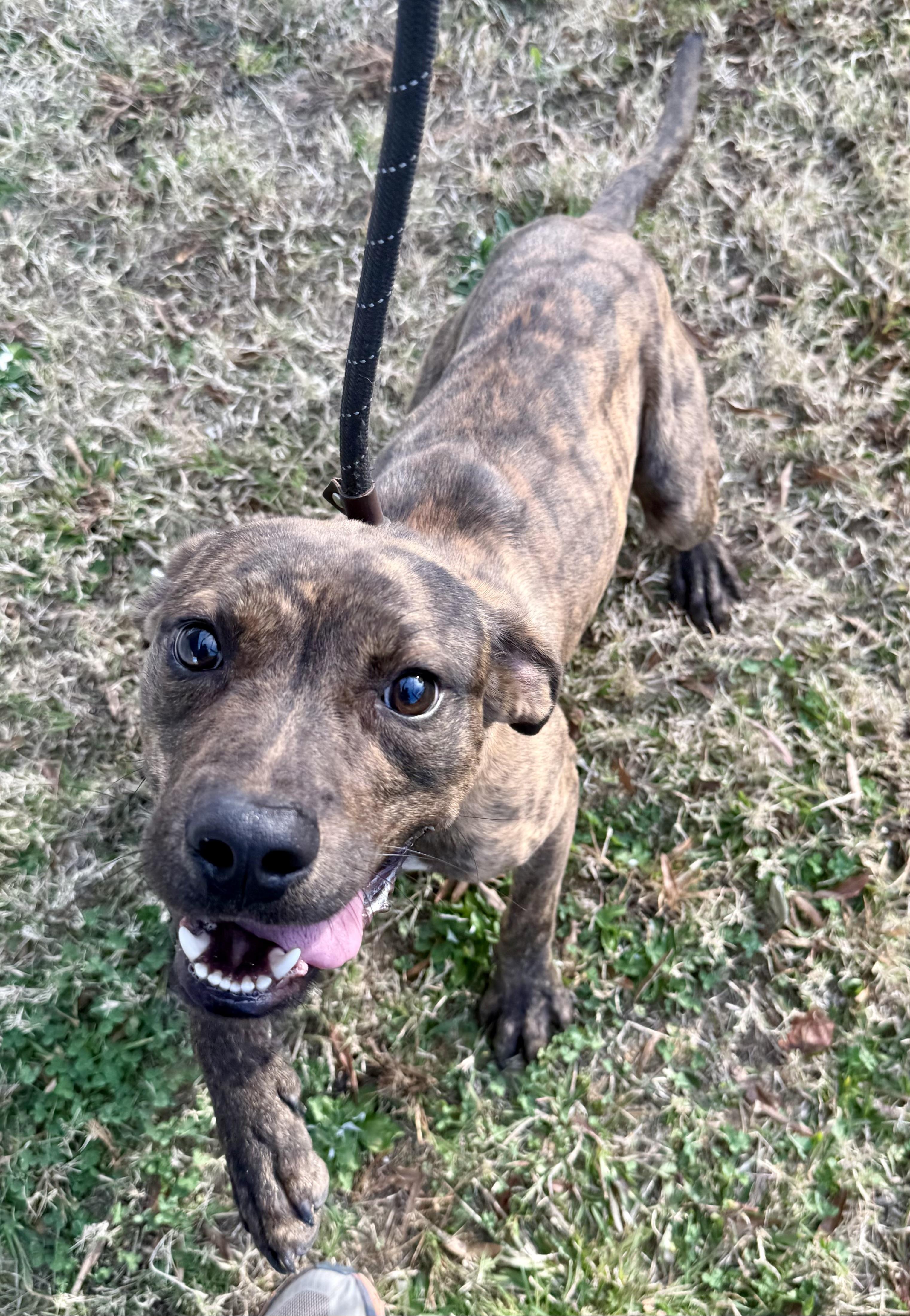 Enlarge Messer, a ADOPTABLE mixed breed in Lancaster, SC image 1/5