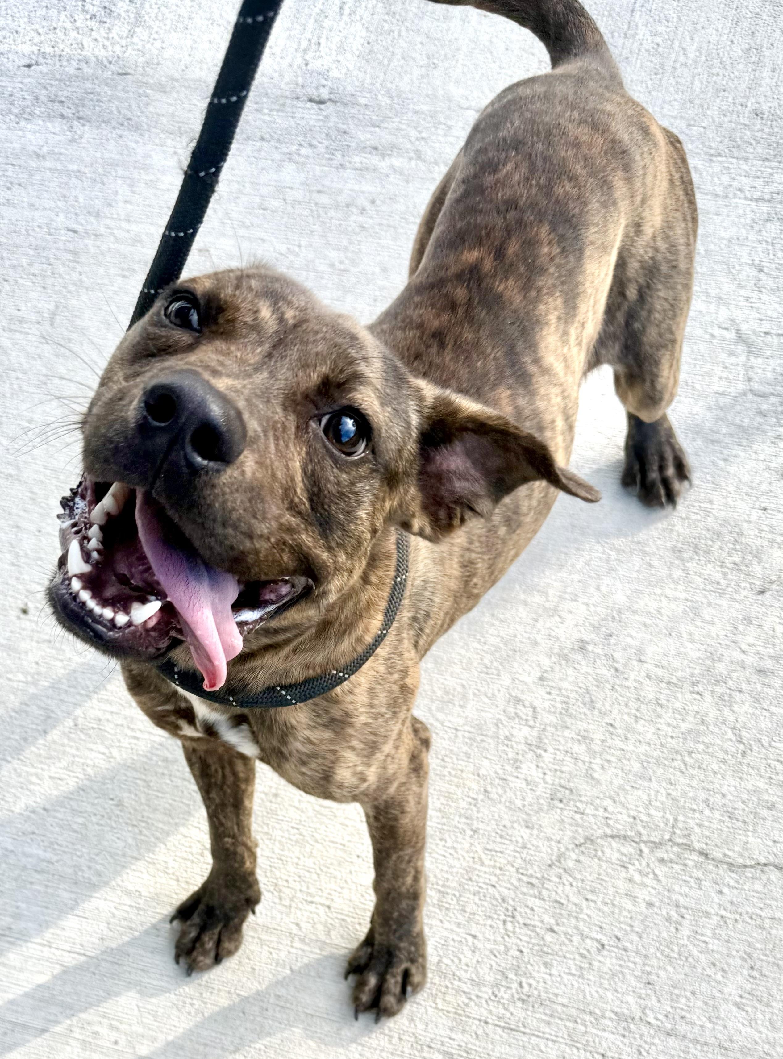 Enlarge Messer, a ADOPTABLE mixed breed in Lancaster, SC image 2/5