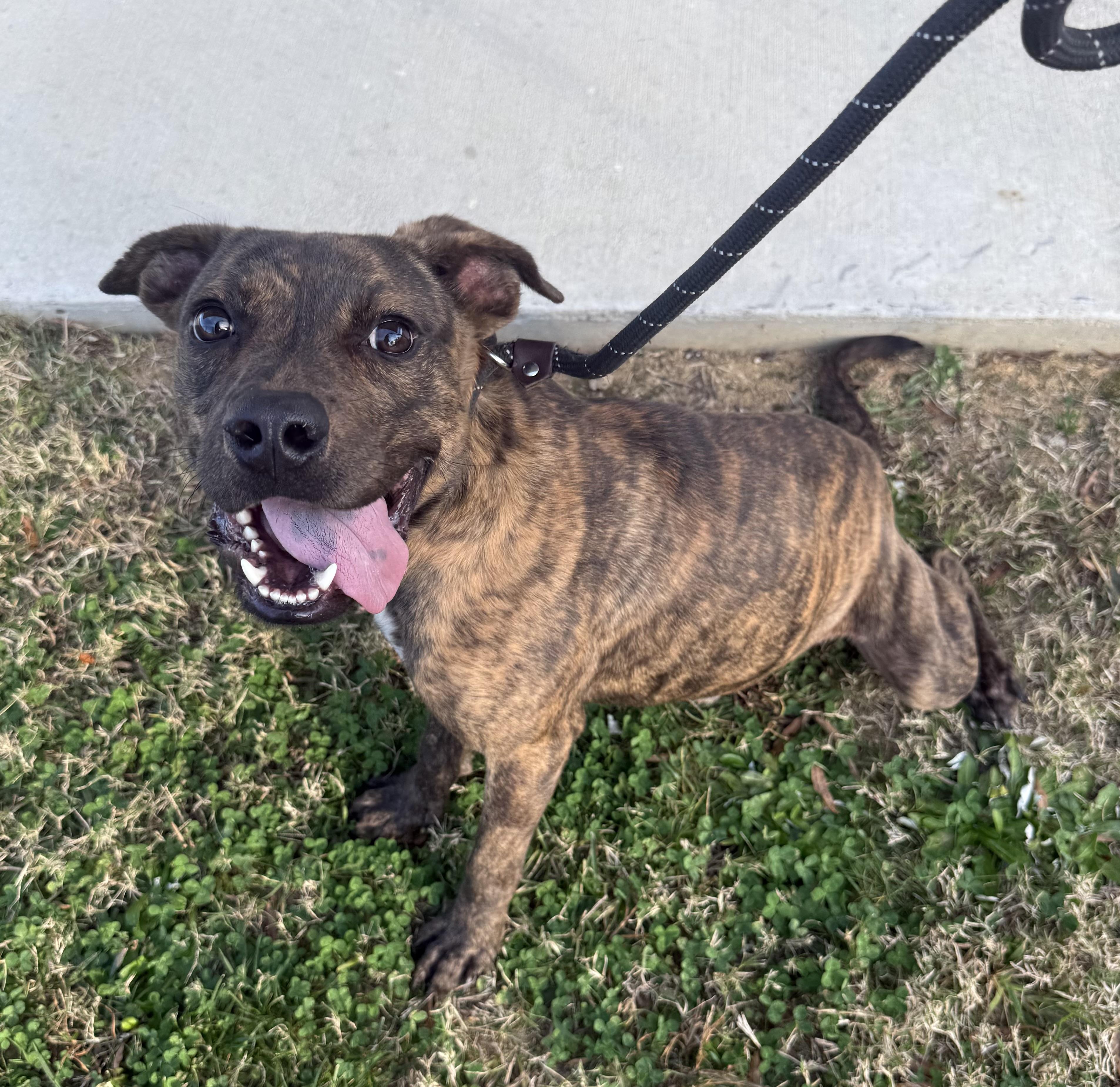 Enlarge Messer, a ADOPTABLE mixed breed in Lancaster, SC image 3/5