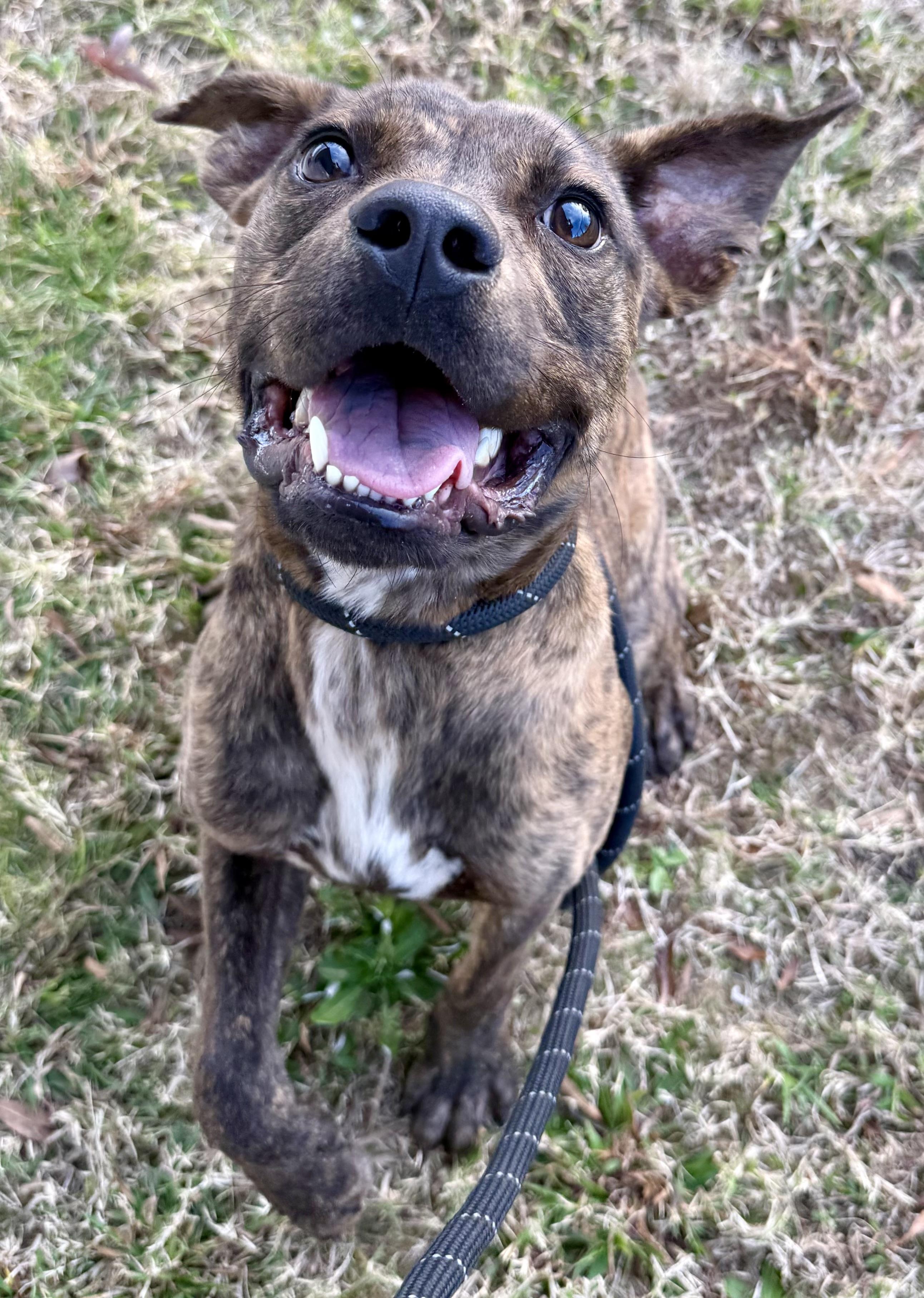 Enlarge Messer, a ADOPTABLE mixed breed in Lancaster, SC image 4/5