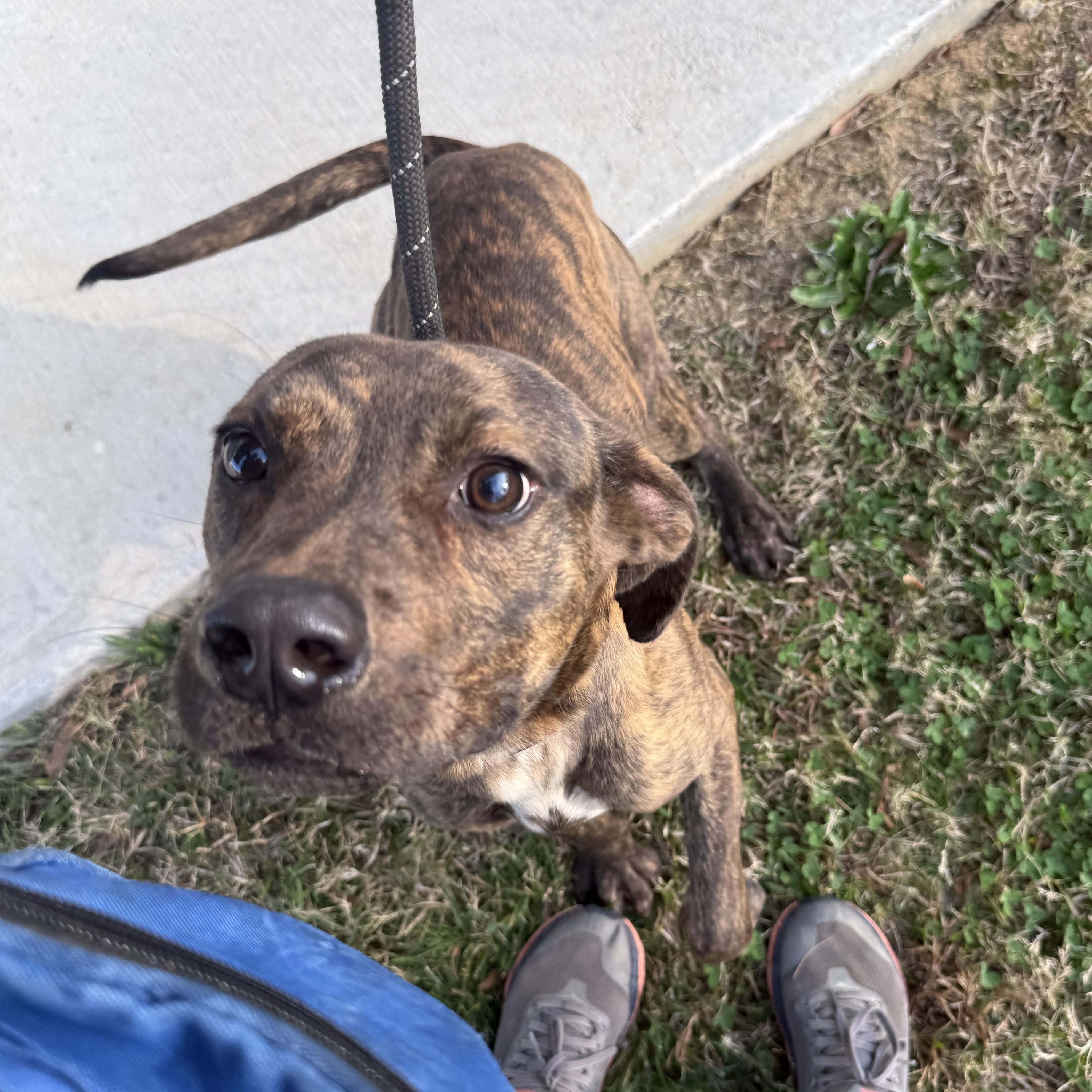 Messer, ADOPTABLE, Young Male Terrier.
