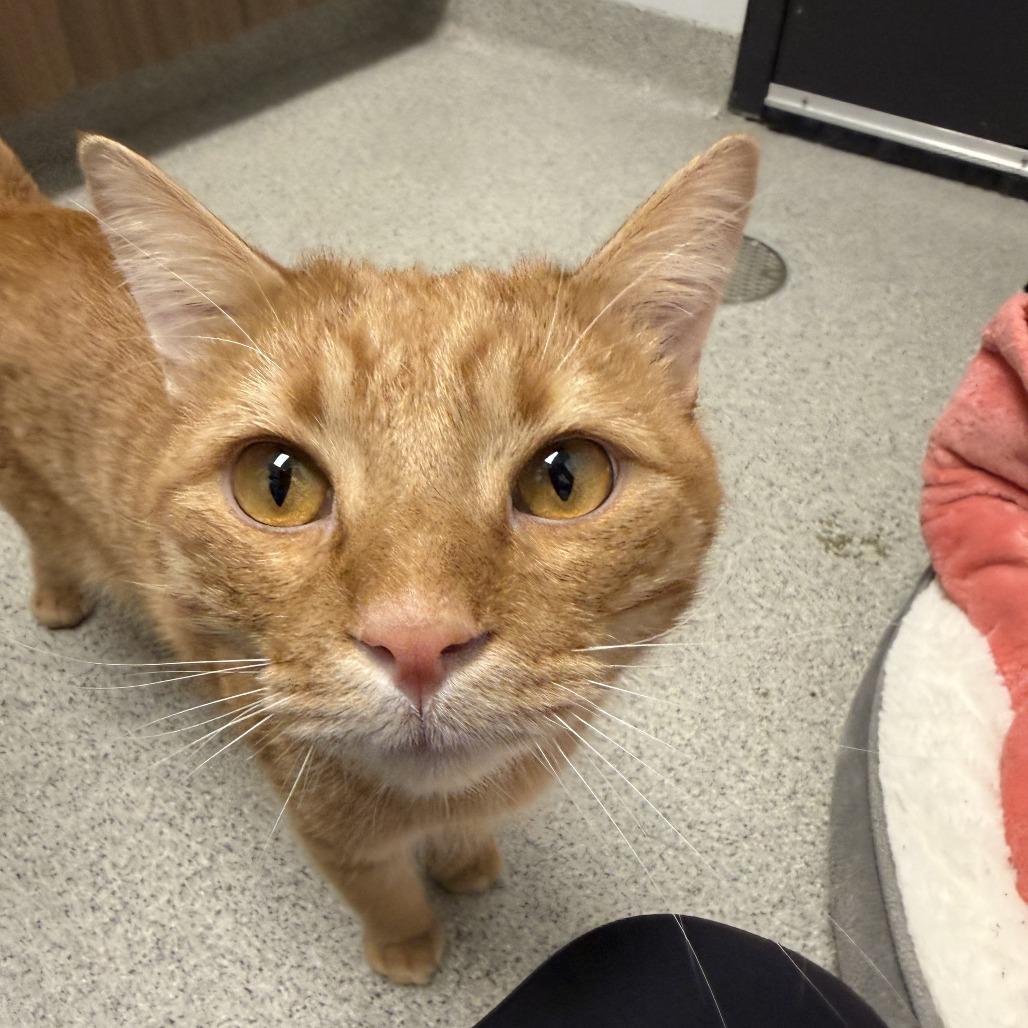 Churchill, Adoptable, Adult Male Domestic Short Hair.