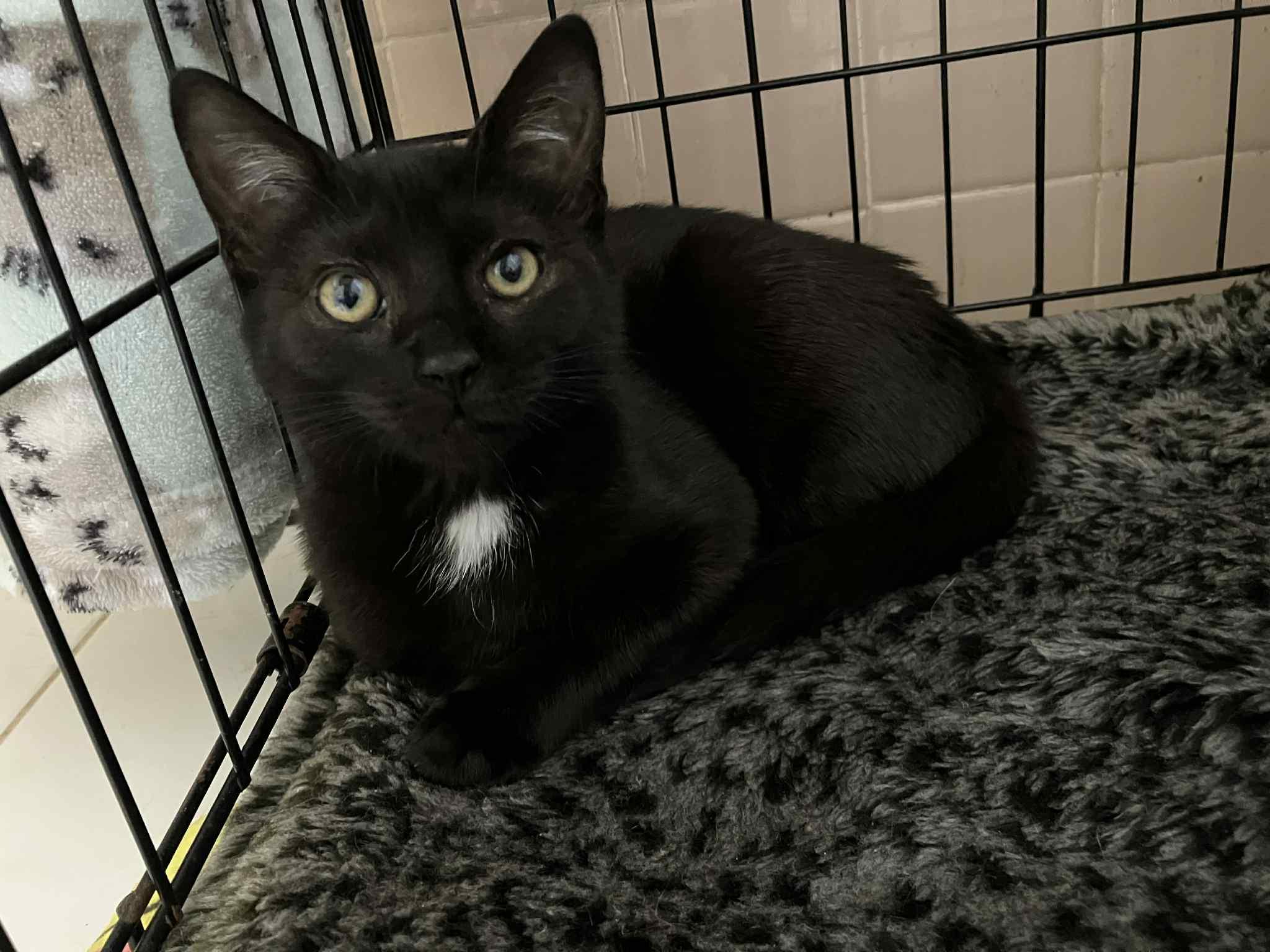 Scarlett, Adoptable, Kitten Female Domestic Short Hair.