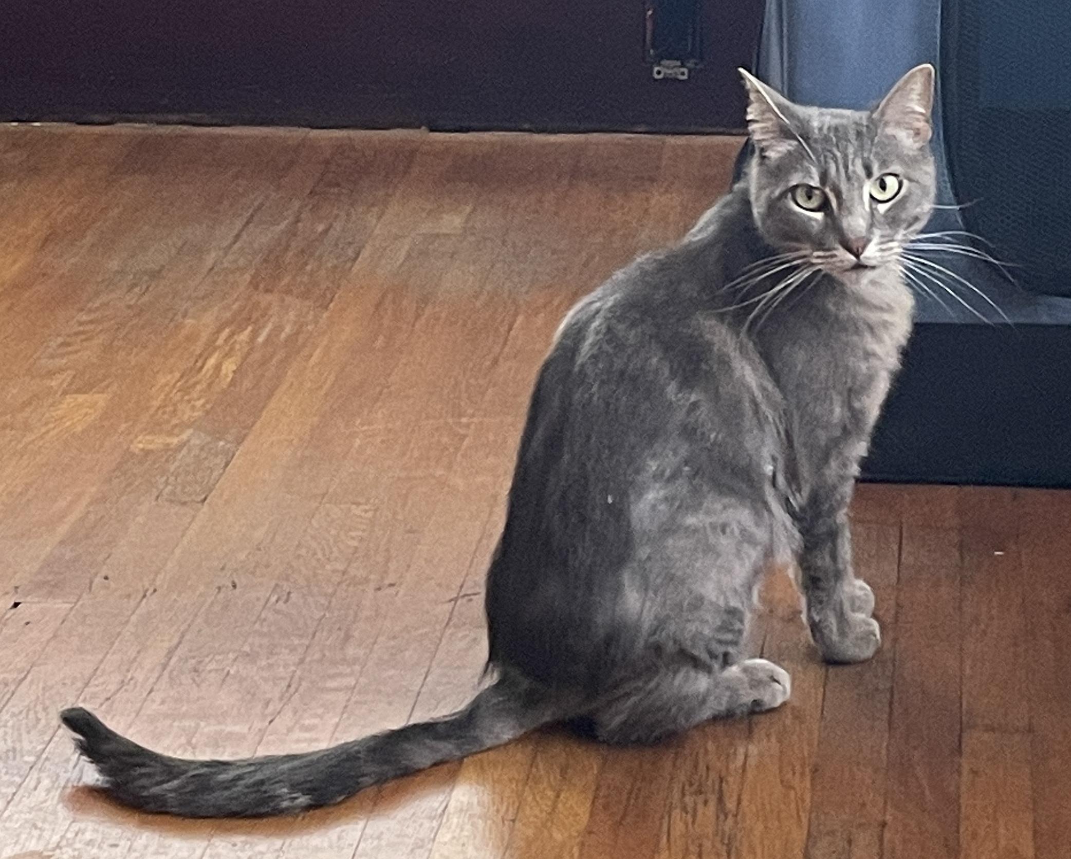 Tasha, a Adoptable Domestic Short Hair in Sherman Oaks, CA image 3/6