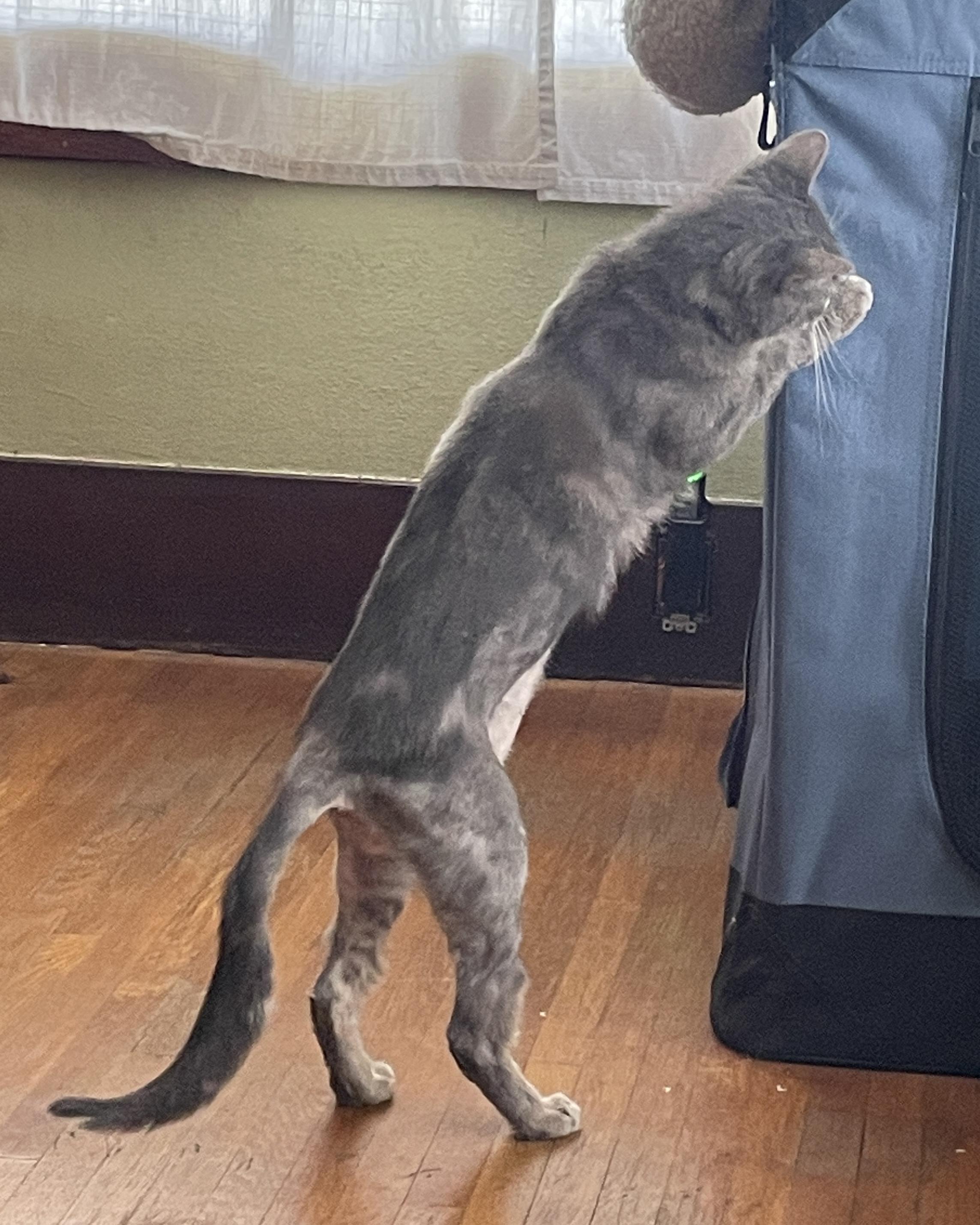 Tasha, a Adoptable Domestic Short Hair in Sherman Oaks, CA image 6/6