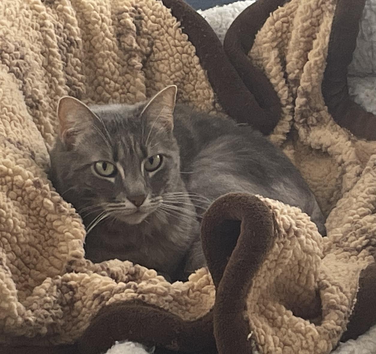 Tasha Domestic Short Hair Cat