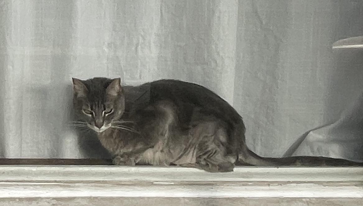 Tasha, a Adoptable Domestic Short Hair in Sherman Oaks, CA image 5/6