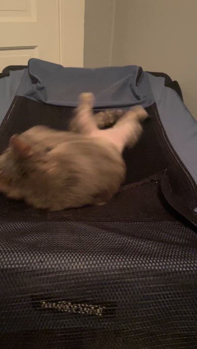 Enlarge Tasha, a Adoptable Domestic Short Hair in Sherman Oaks, CA video 2/6