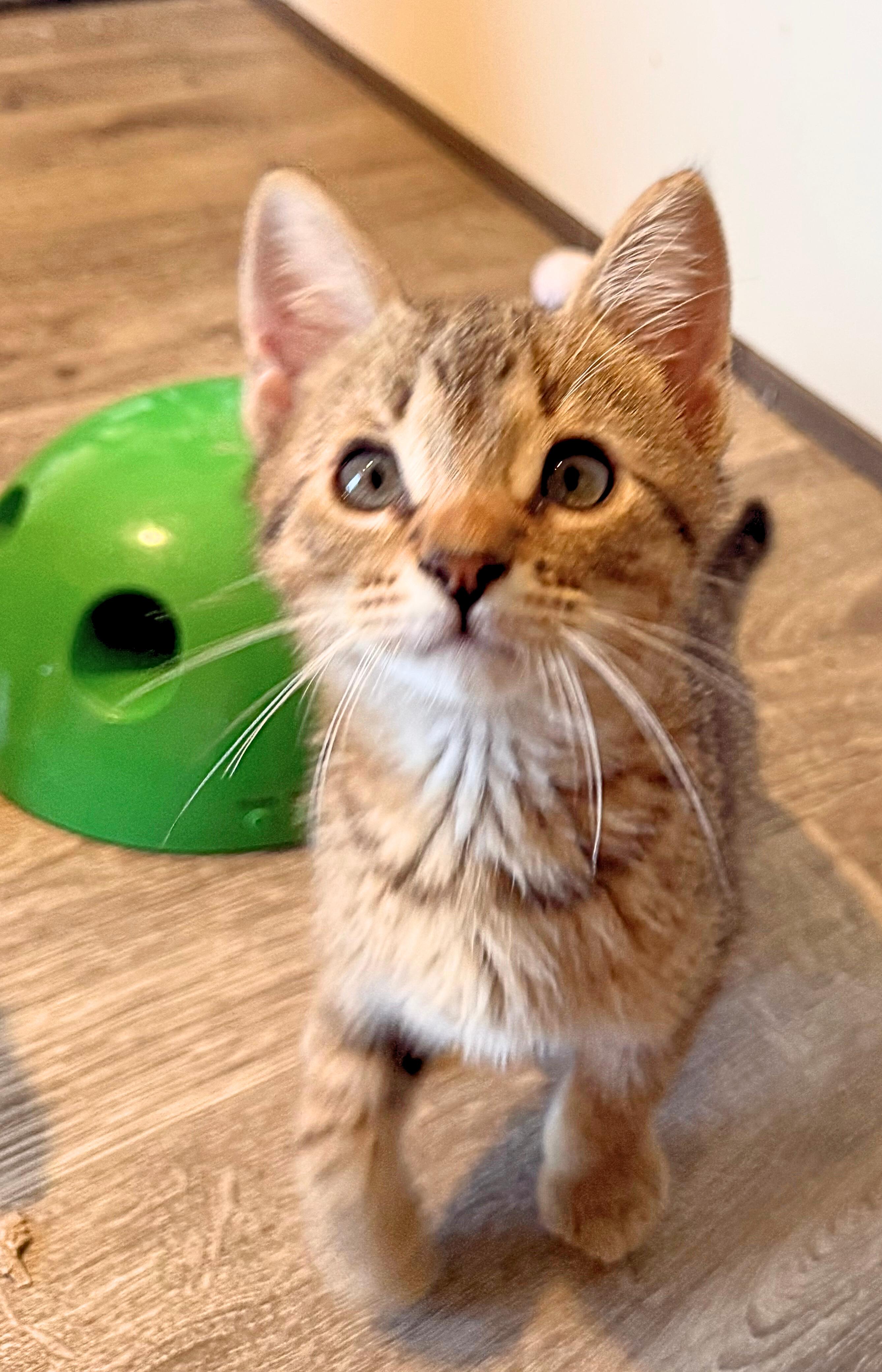 Oliver , ADOPTABLE, Young Male Tabby.