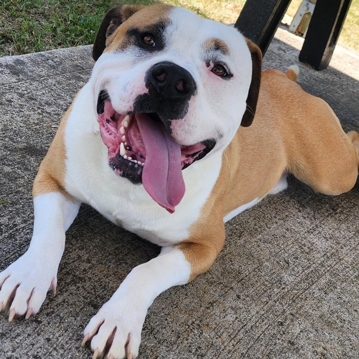 Bo, ADOPTABLE, Adult Male American Bulldog & American Bully.