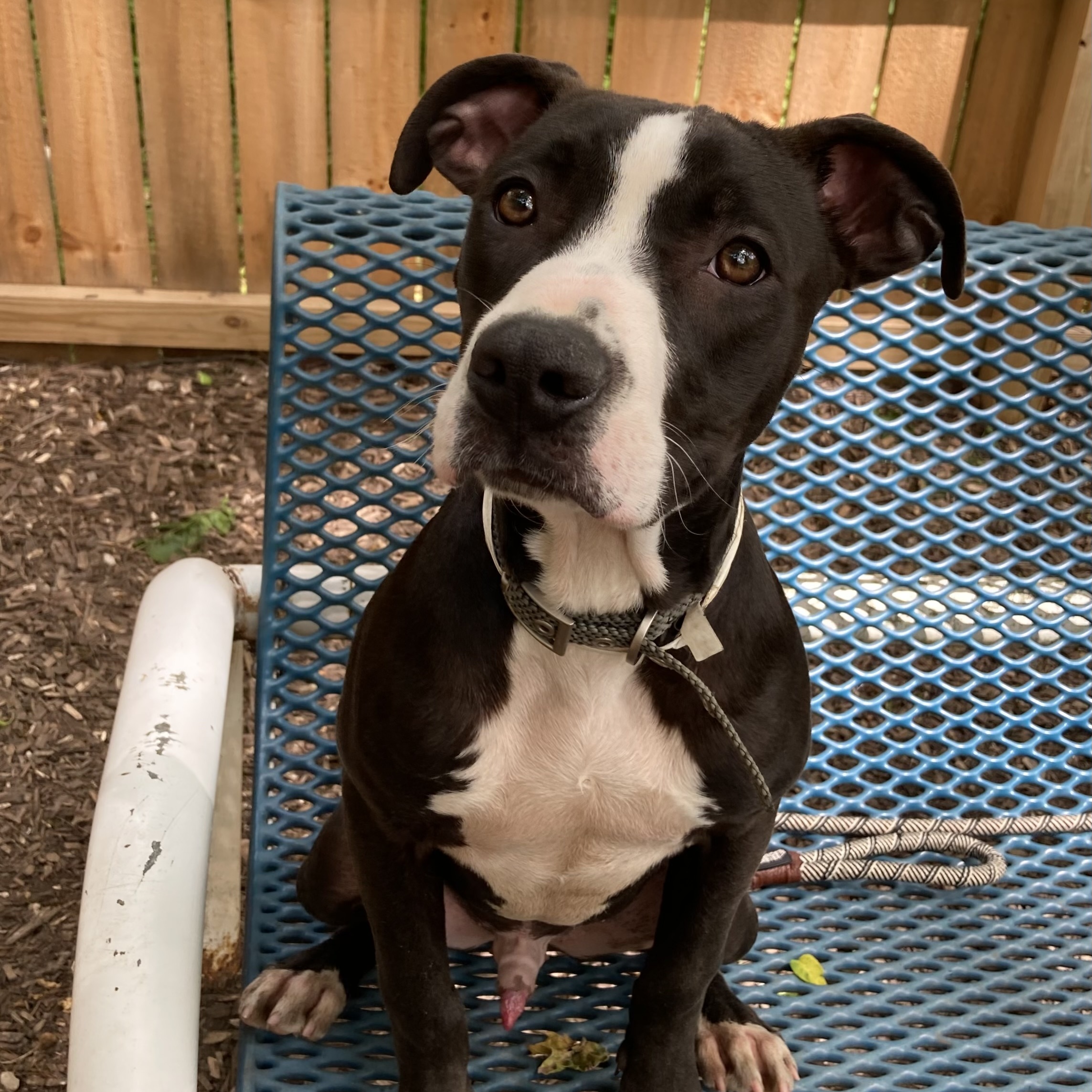 Enlarge Eastwood, a Adoptable mixed breed in Spencer, IN image 1/6