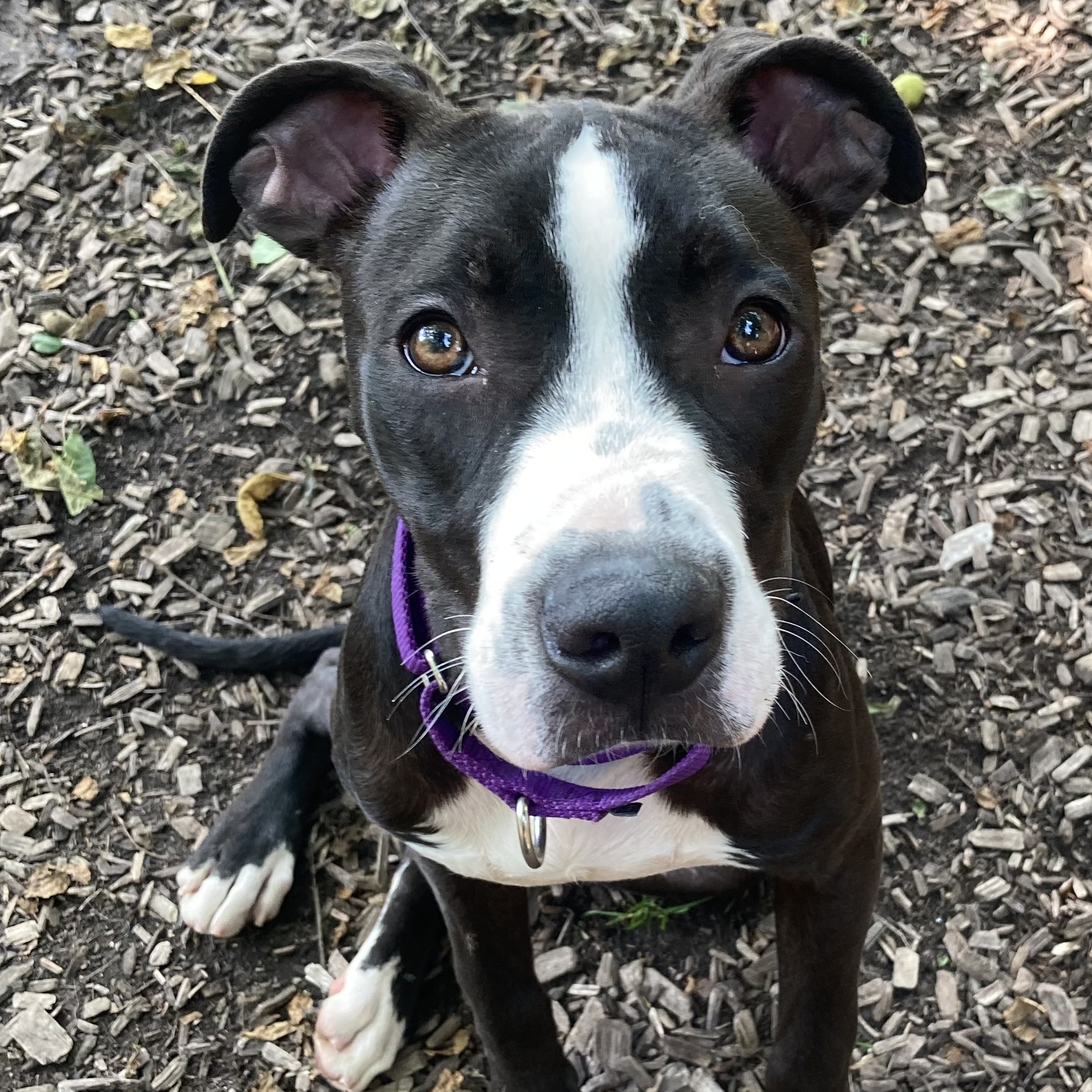 Enlarge Eastwood, a Adoptable mixed breed in Spencer, IN image 5/6