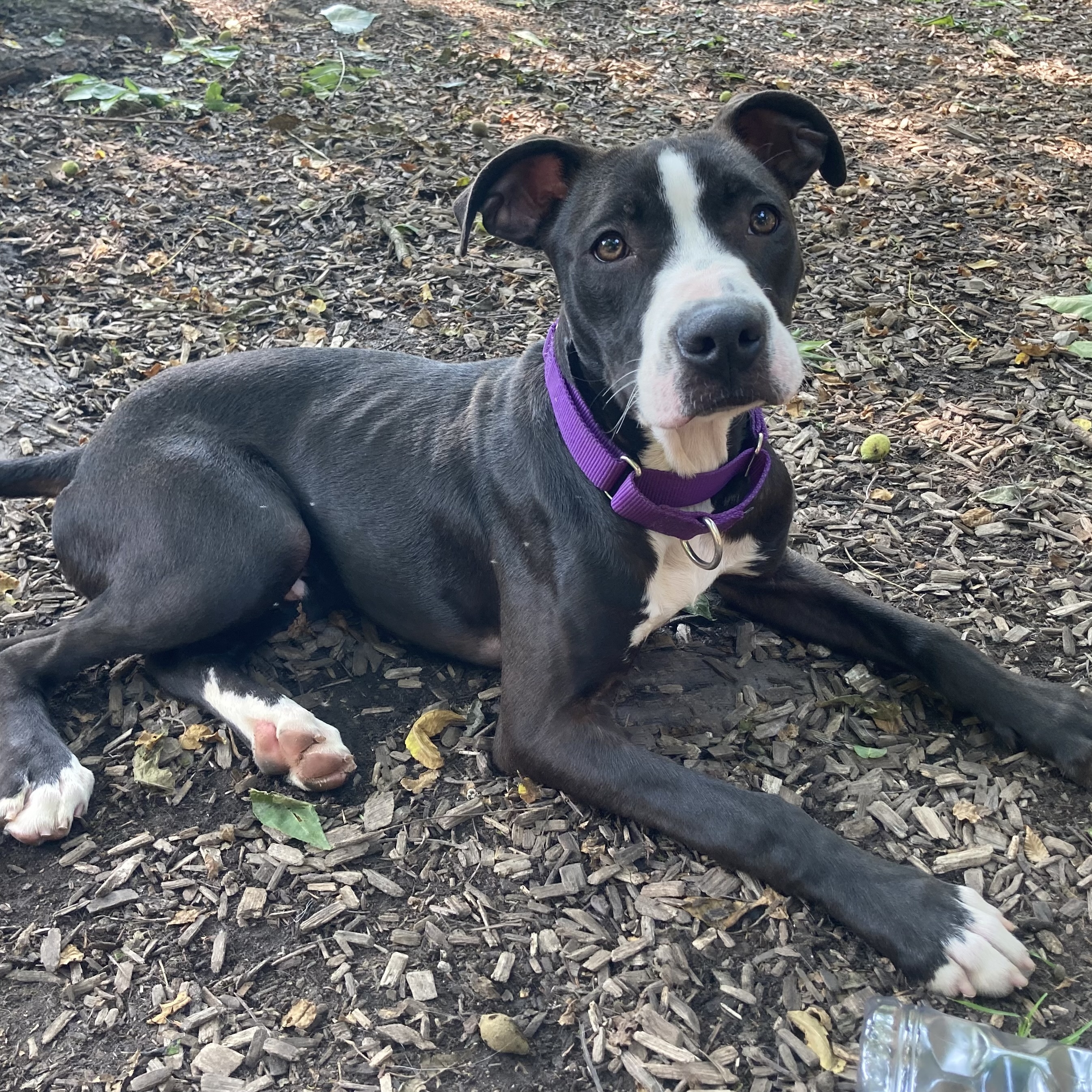 Enlarge Eastwood, a Adoptable mixed breed in Spencer, IN image 6/6