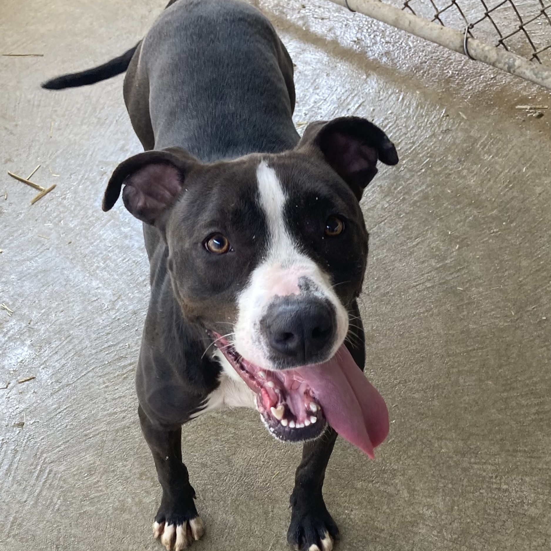 Enlarge Eastwood, a Adoptable mixed breed in Spencer, IN image 4/6