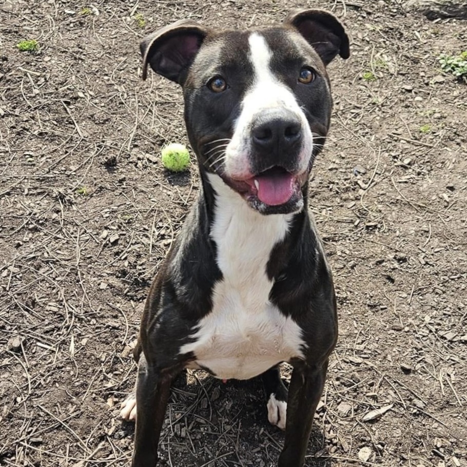 Enlarge Eastwood, a Adoptable mixed breed in Spencer, IN image 2/6