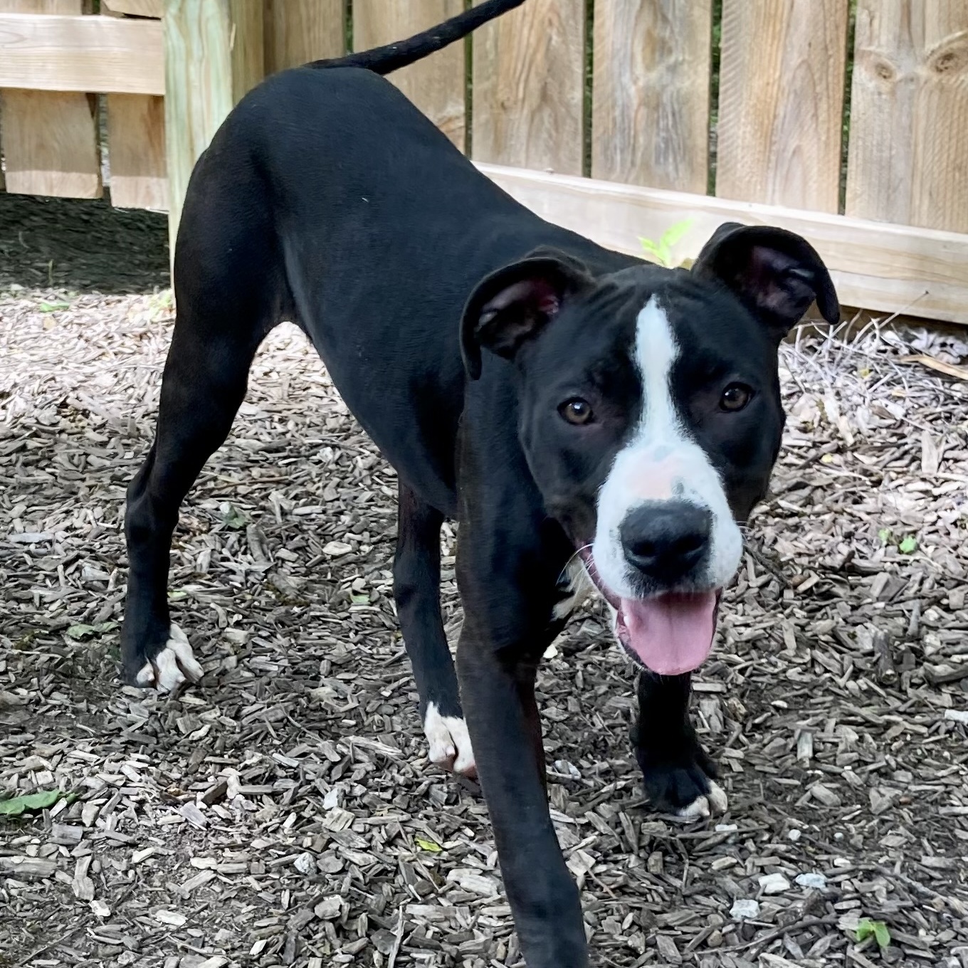 Enlarge Eastwood, a Adoptable mixed breed in Spencer, IN image 3/6