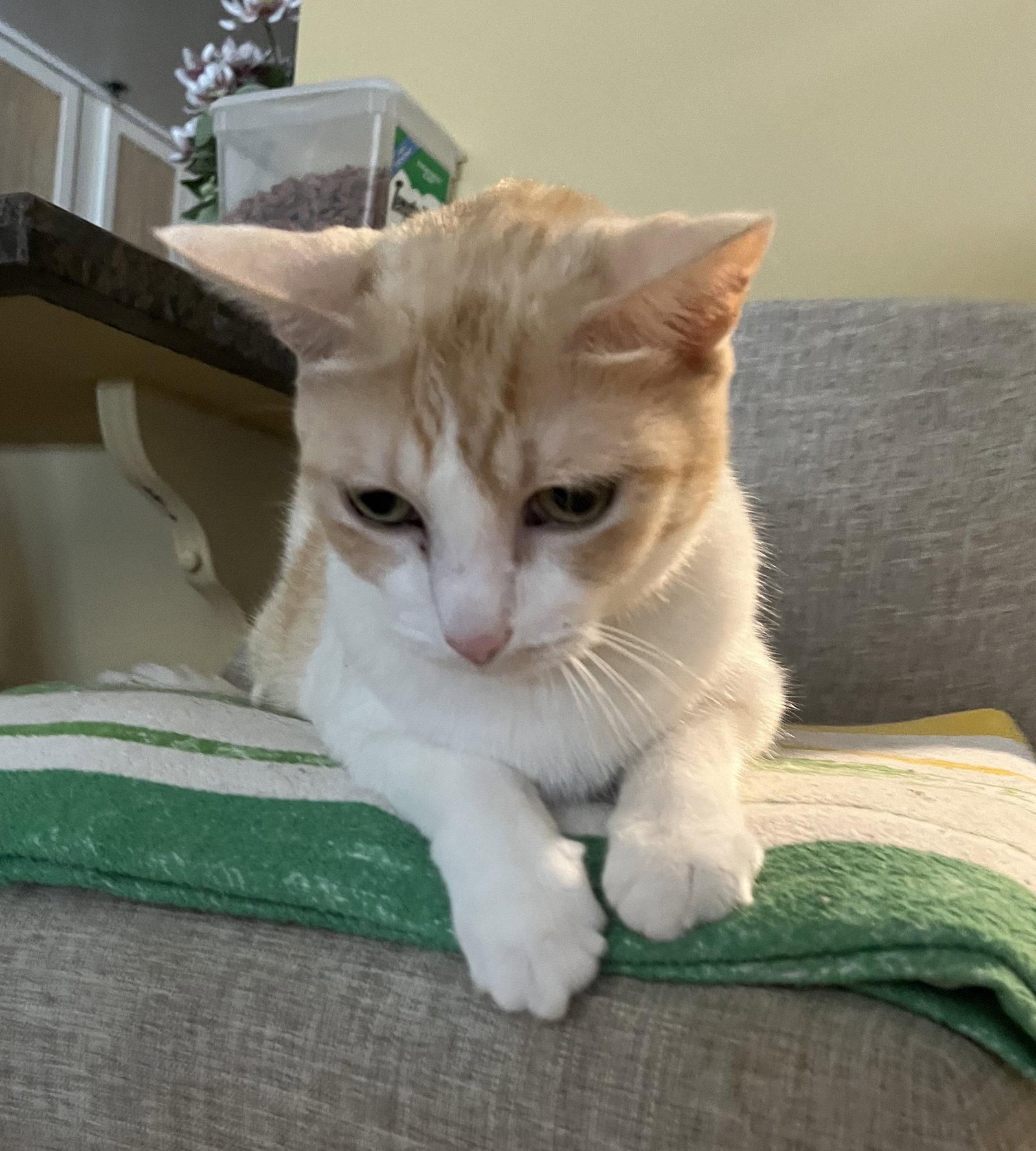 Enlarge Senior Declawed Companon, a Adoptable Tabby in Lakewood, CA image 2/2