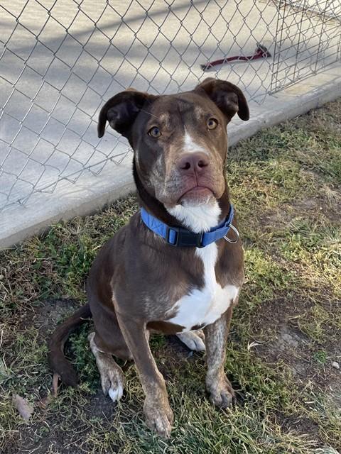 RANTZ, Adoptable, Young Male Labrador Retriever & Mixed Breed.
