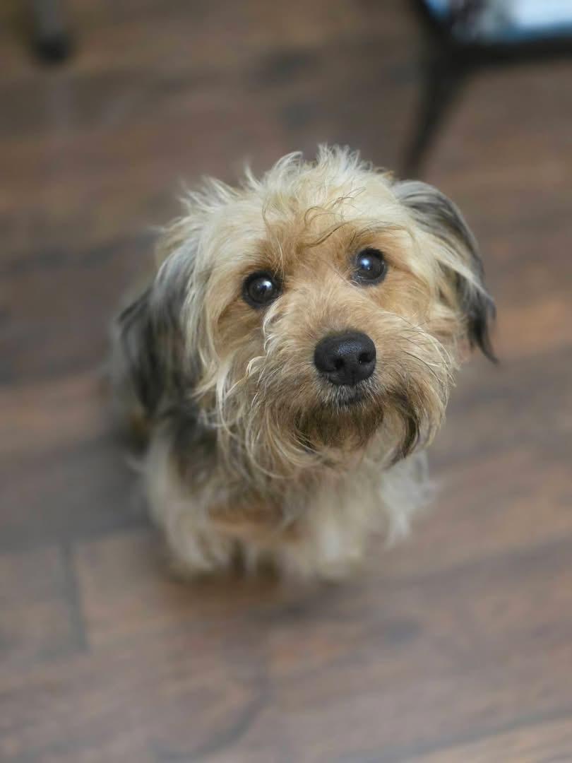 Enlarge Gunner, an adopted Morkie in Eatontown, NJ image 1/2