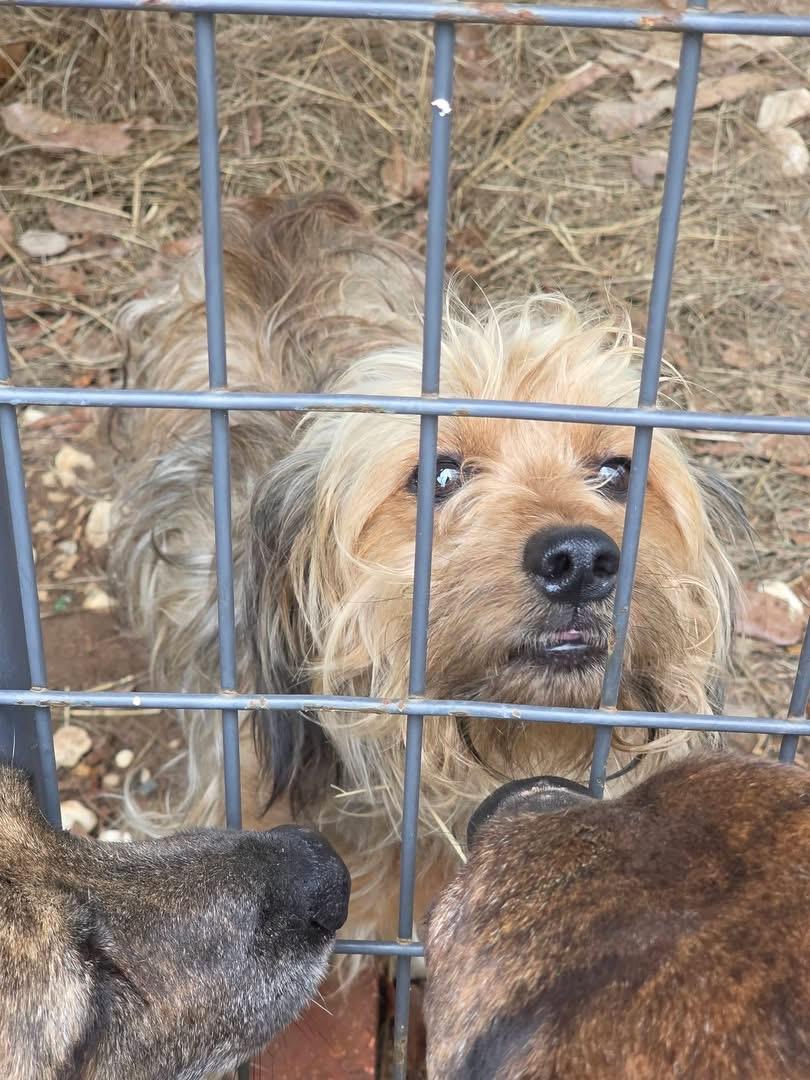 Enlarge Gunner, an adopted Morkie in Eatontown, NJ image 2/2