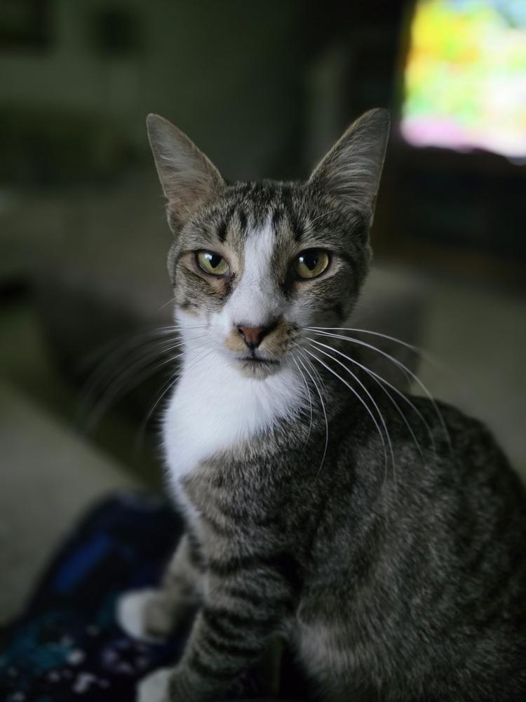 Paris, Adoptable, Kitten Female Domestic Short Hair.