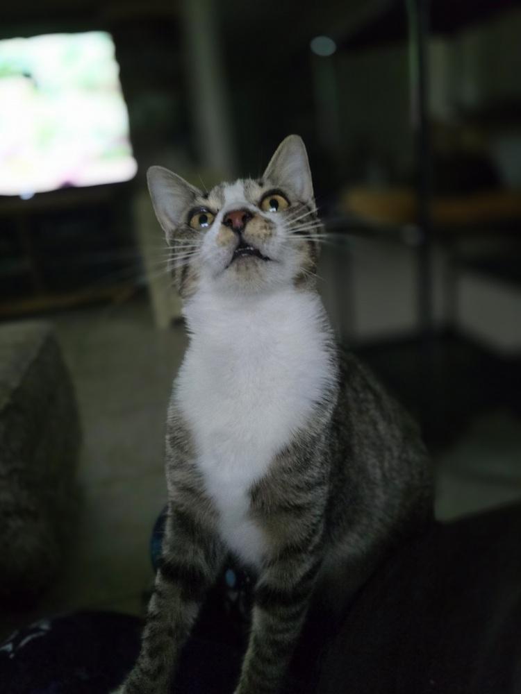 Enlarge Paris, a Adoptable Domestic Short Hair in Ruskin, FL image 2/3