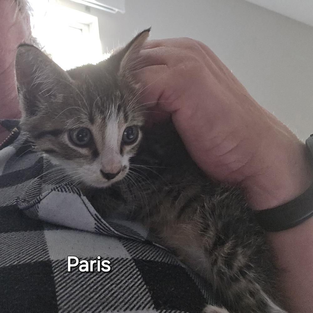 Enlarge Paris, a Adoptable Domestic Short Hair in Ruskin, FL image 3/3