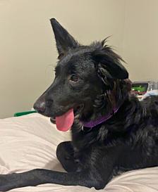 Enlarge Jessie, a Adoptable mixed breed in Anthem, AZ image 1/4