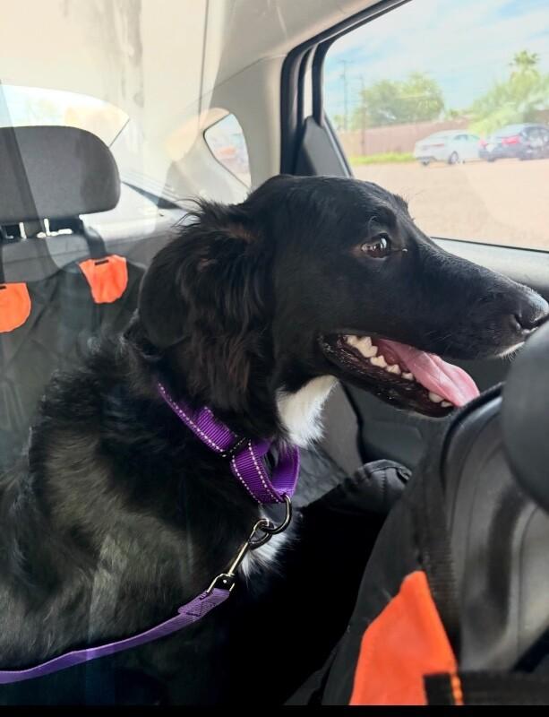 Enlarge Jessie, a Adoptable mixed breed in Anthem, AZ image 2/4