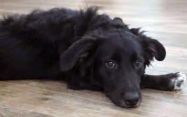 Enlarge Jessie, a Adoptable mixed breed in Anthem, AZ image 3/4