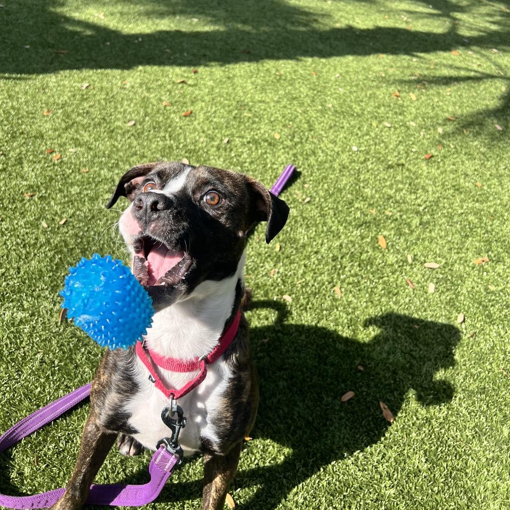 Enlarge Aspen, a Adoptable Mixed Breed in Sarasota, FL image 1/6