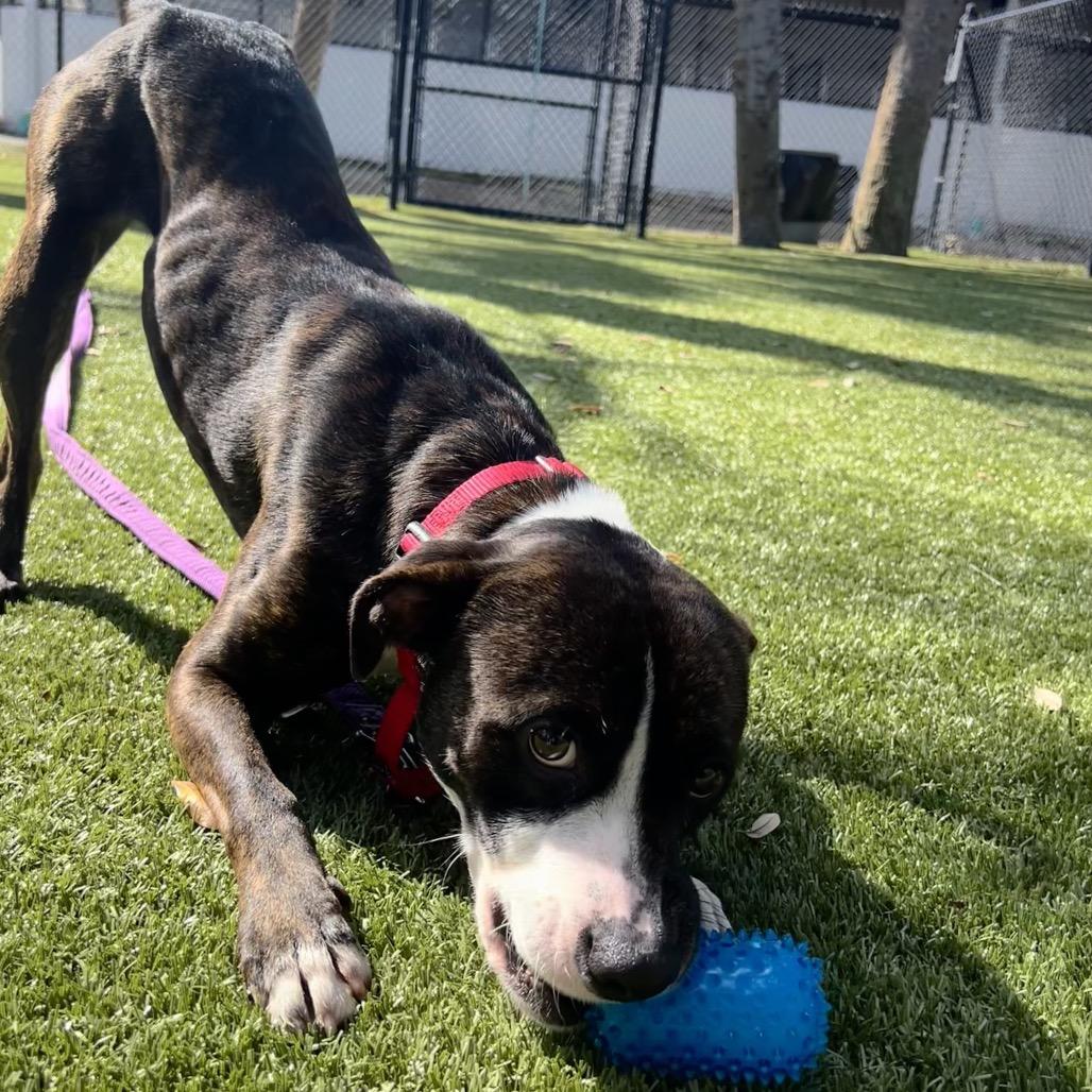 Enlarge Aspen, a Adoptable Mixed Breed in Sarasota, FL image 2/6