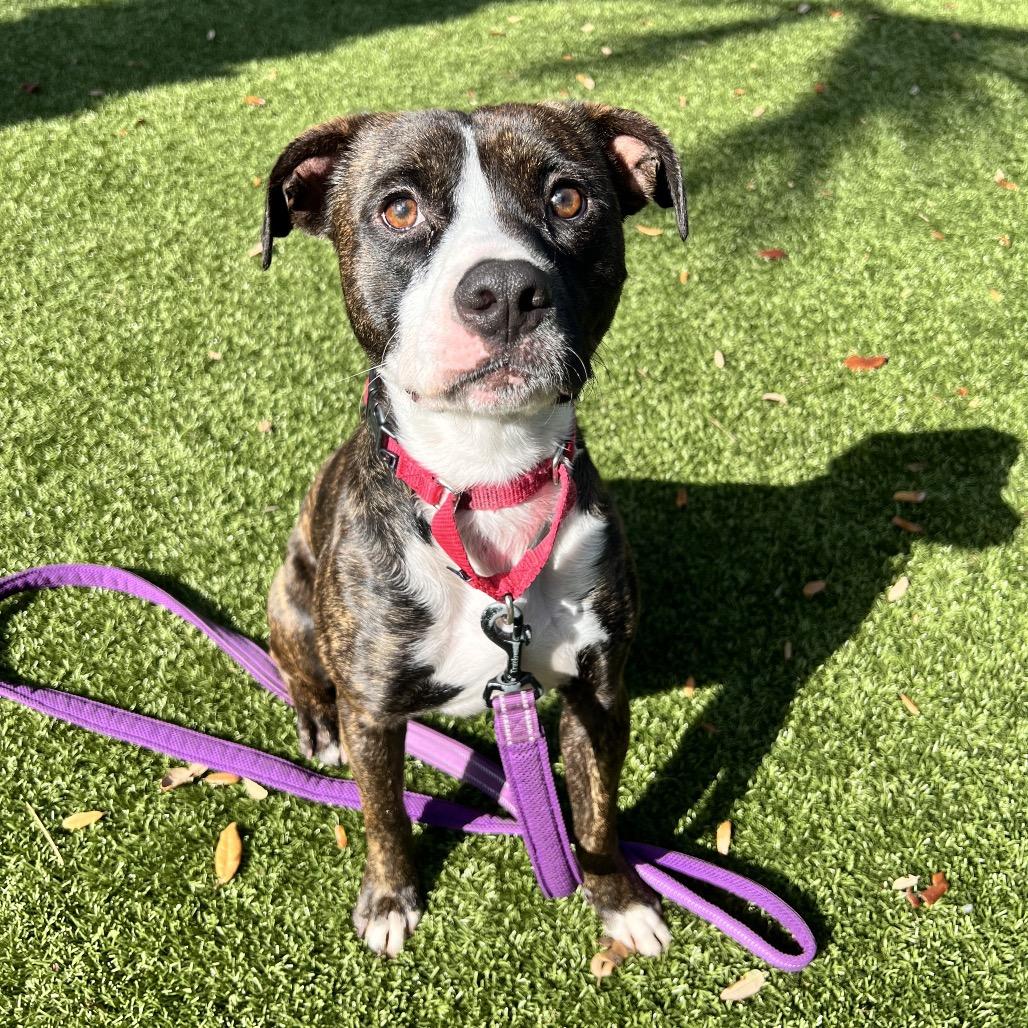 Enlarge Aspen, a Adoptable Mixed Breed in Sarasota, FL image 4/6