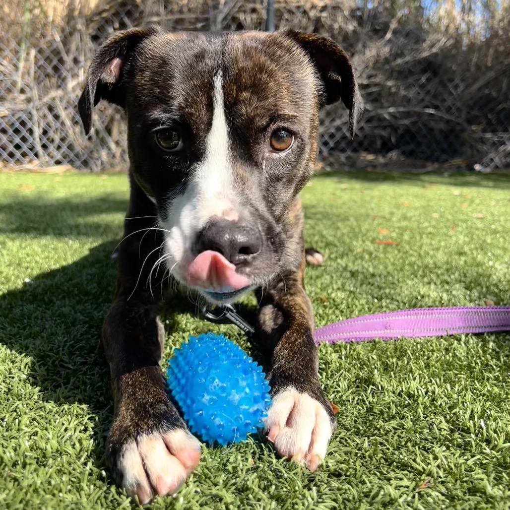 Enlarge Aspen, a Adoptable Mixed Breed in Sarasota, FL image 5/6